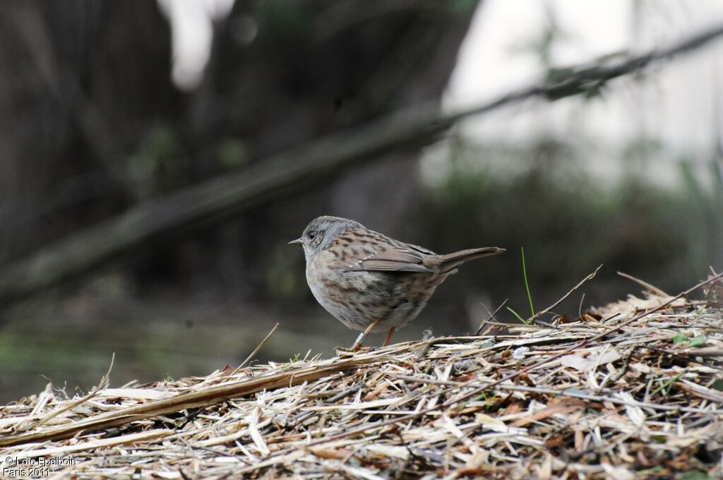 Dunnock