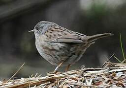 Dunnock