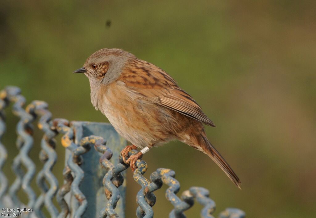 Dunnock