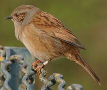 Dunnock