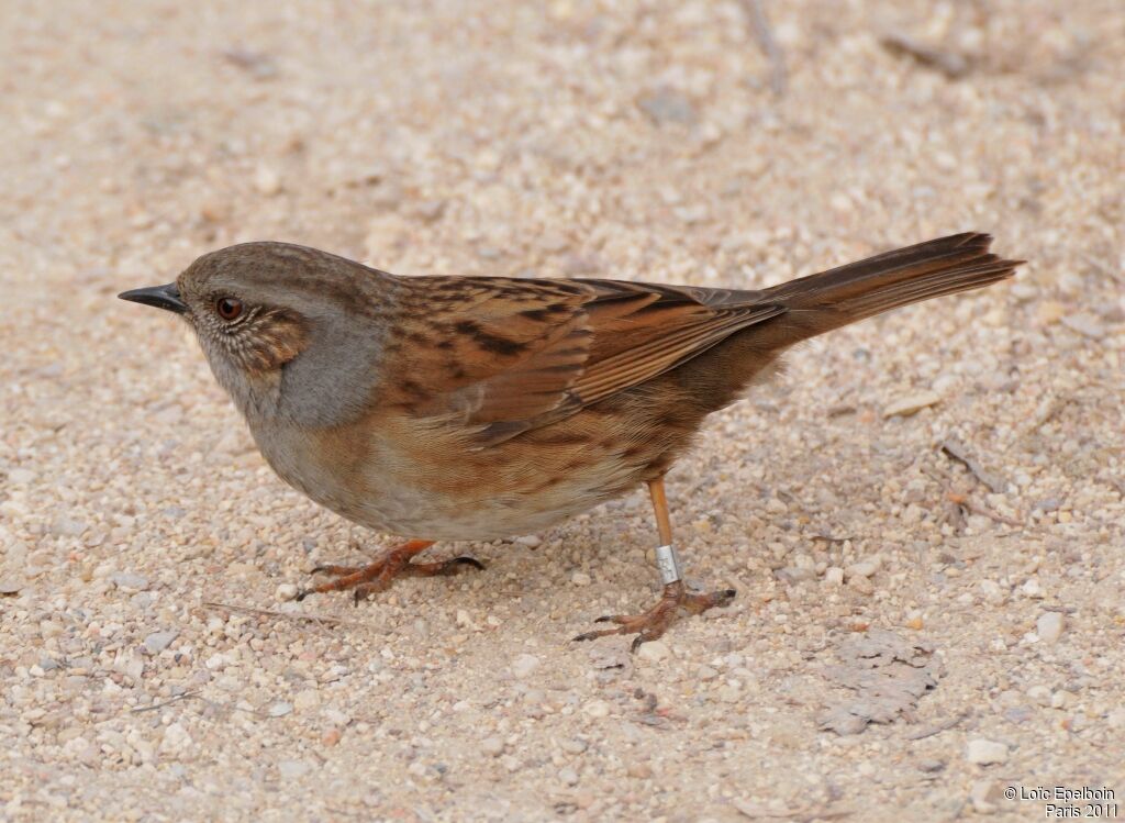 Dunnock