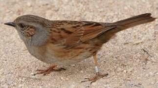 Dunnock