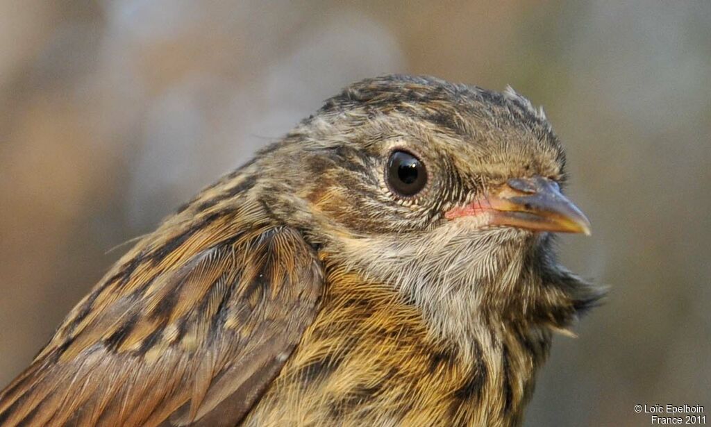 Dunnock