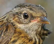 Dunnock