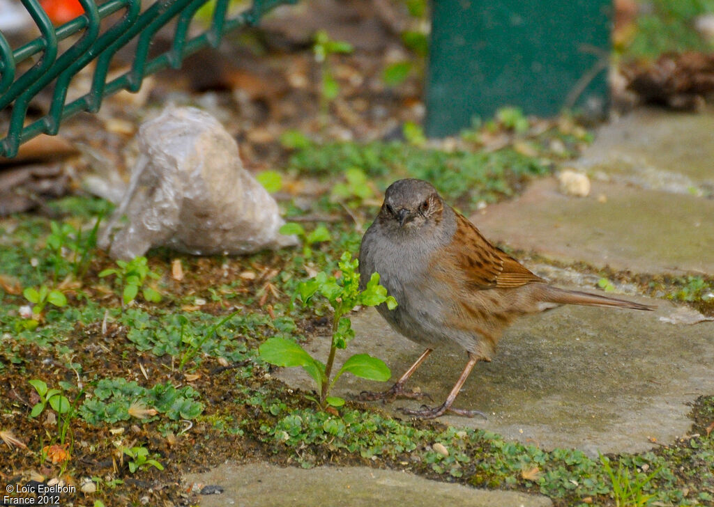 Dunnock