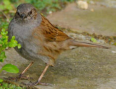 Dunnock