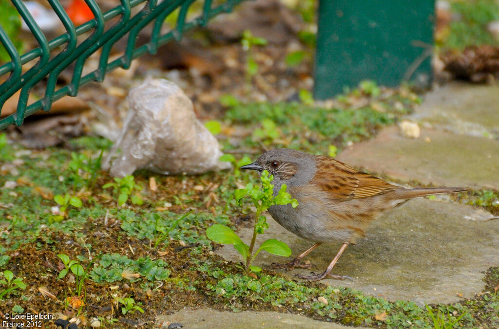 Dunnock