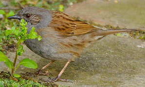 Dunnock