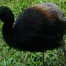 Agami trompette