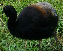 Grey-winged Trumpeter