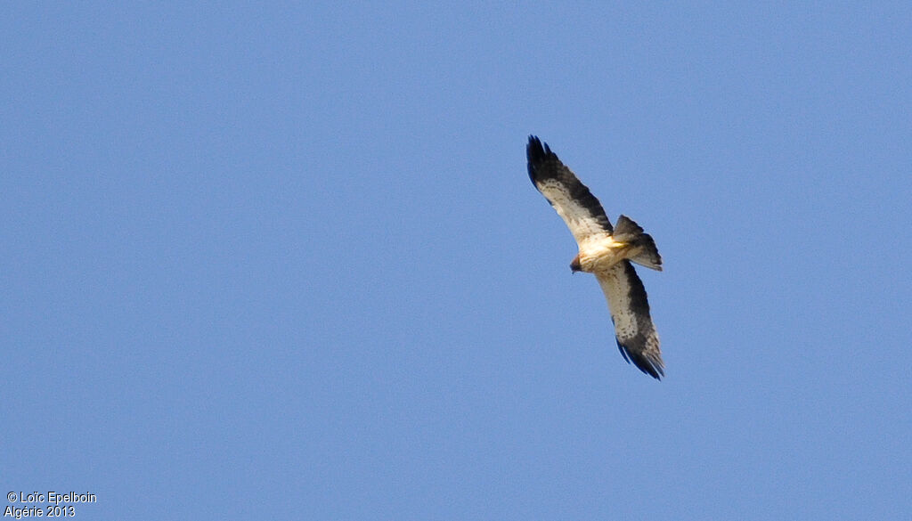 Booted Eagle