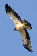 Booted Eagle