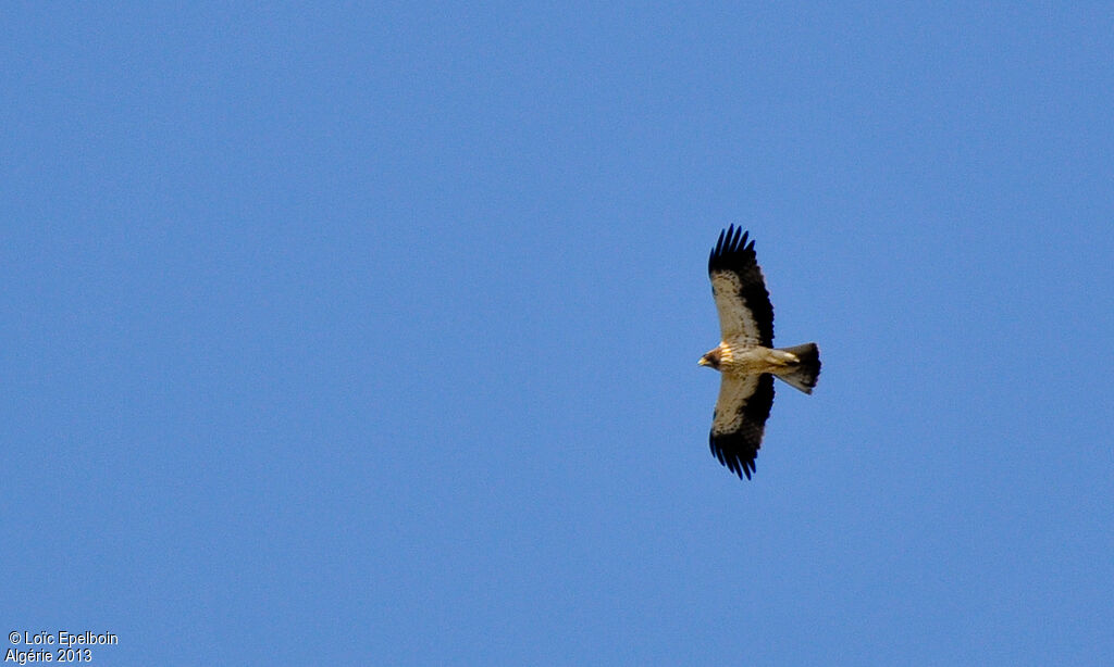 Booted Eagle