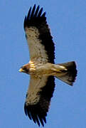 Booted Eagle