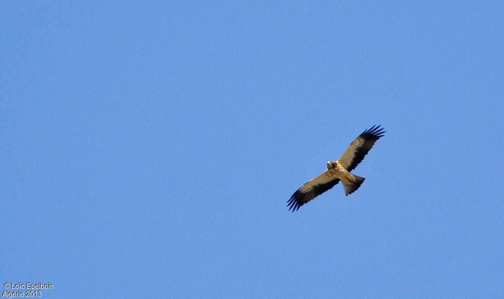 Booted Eagle