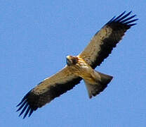 Booted Eagle