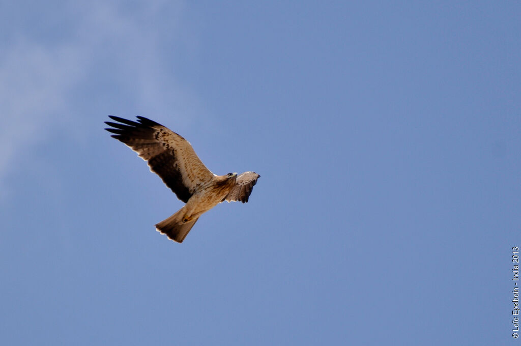 Booted Eagle