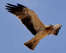 Booted Eagle