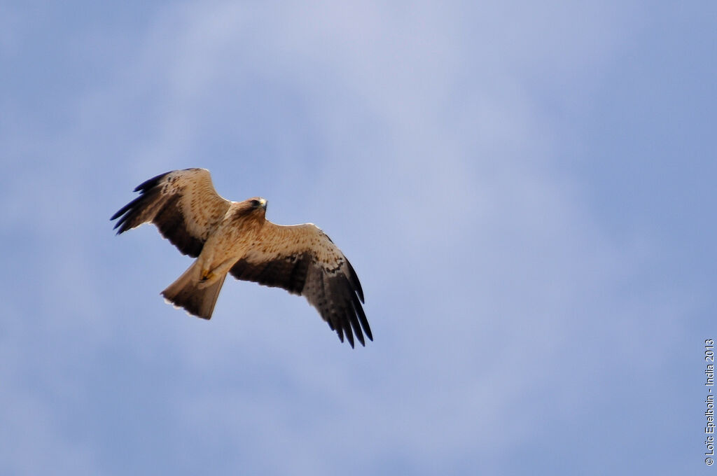 Booted Eagle