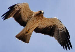 Booted Eagle