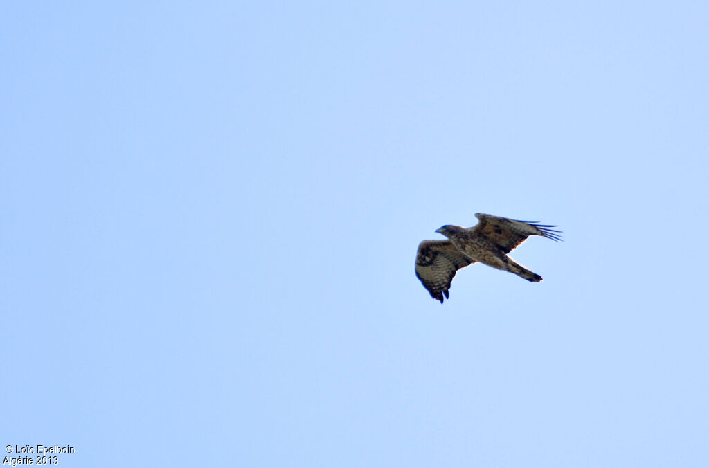 Aigle de Bonelli