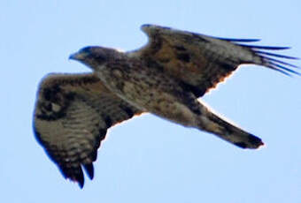 Aigle de Bonelli