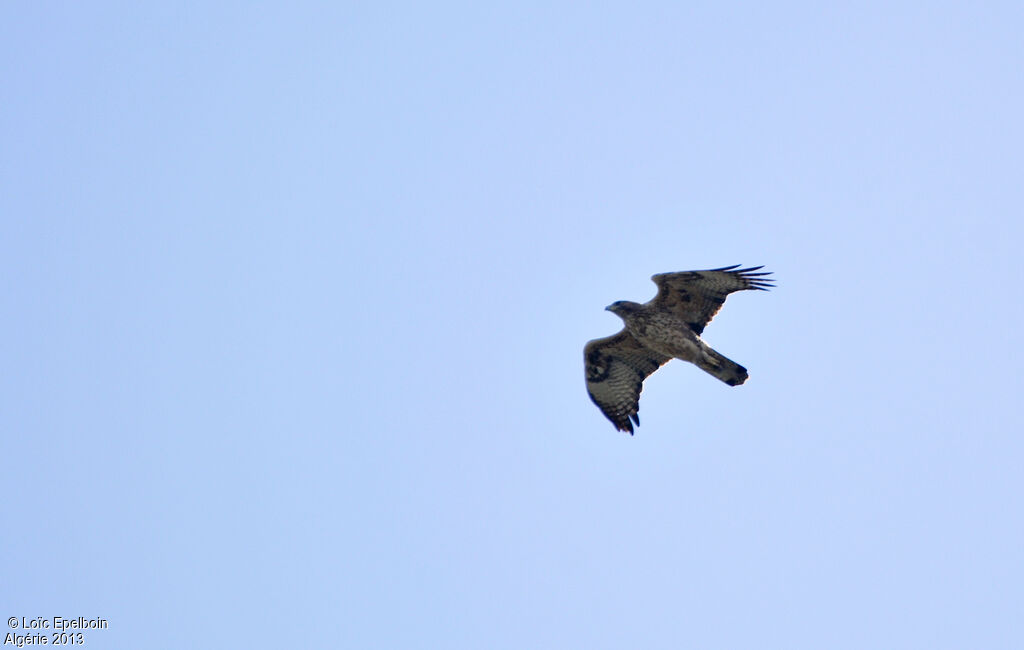 Bonelli's Eagle