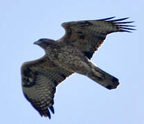 Aigle de Bonelli