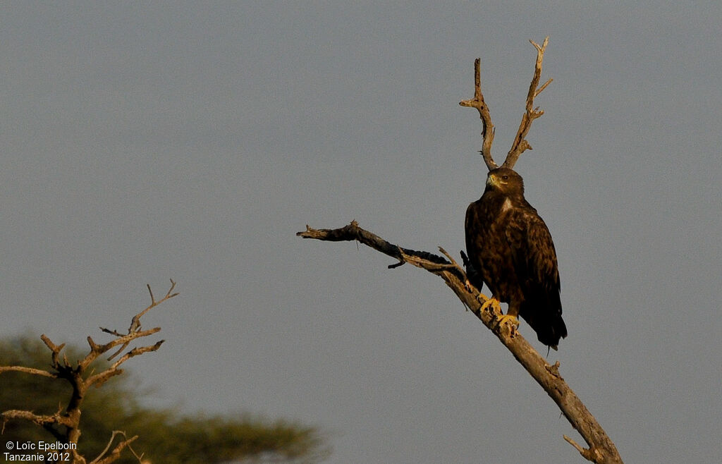 Steppe Eagle