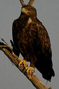 Steppe Eagle