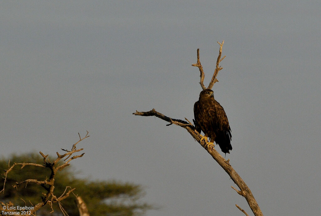 Aigle des steppes