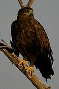 Steppe Eagle