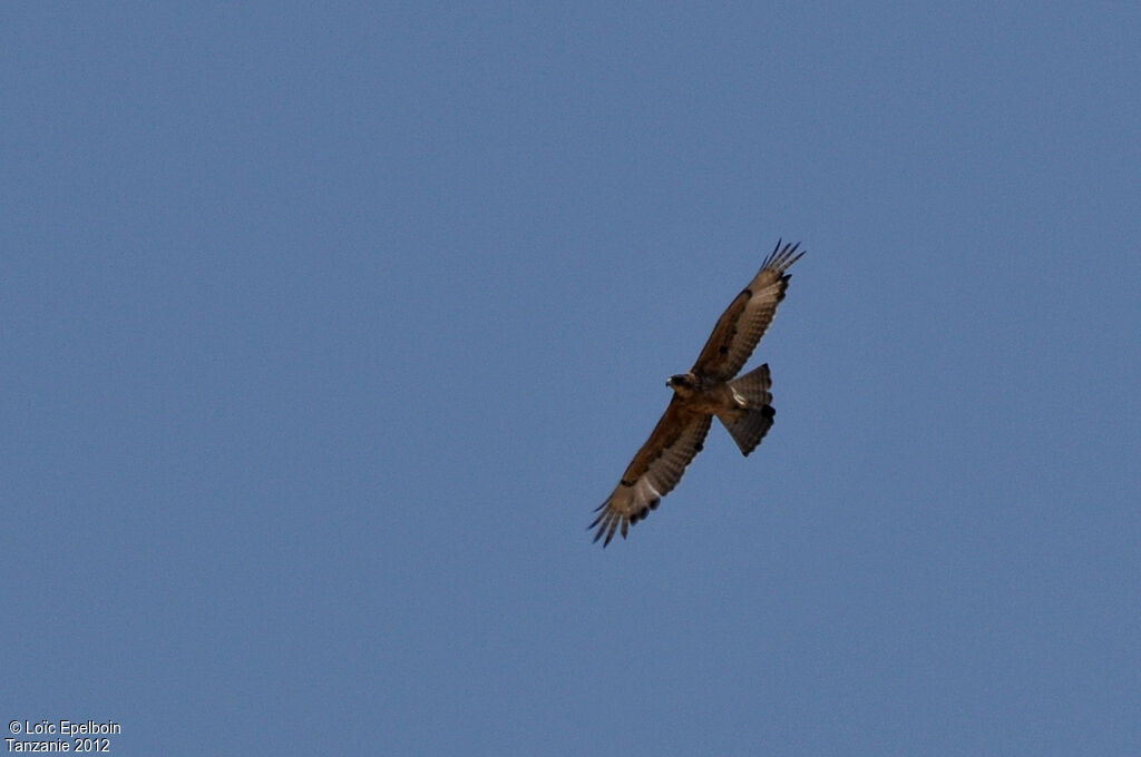 African Hawk-Eagle