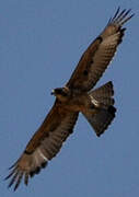 African Hawk-Eagle