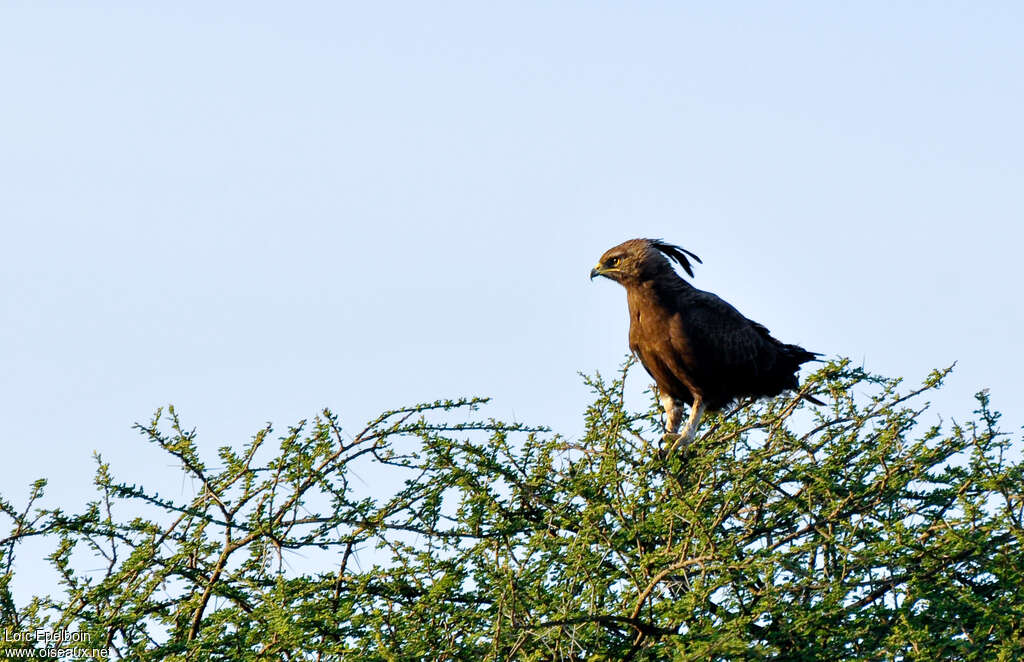 Aigle huppardadulte, habitat