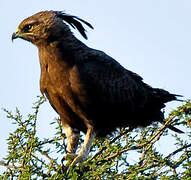 Long-crested Eagle