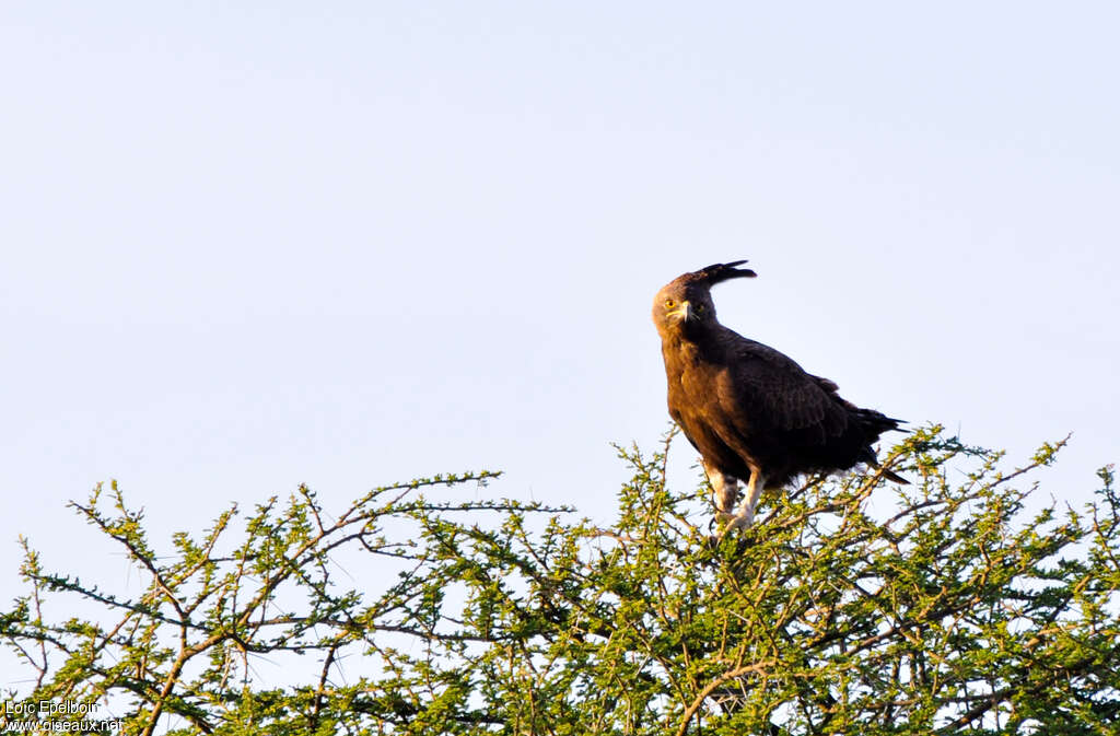 Long-crested Eagle