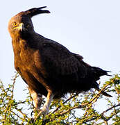 Long-crested Eagle