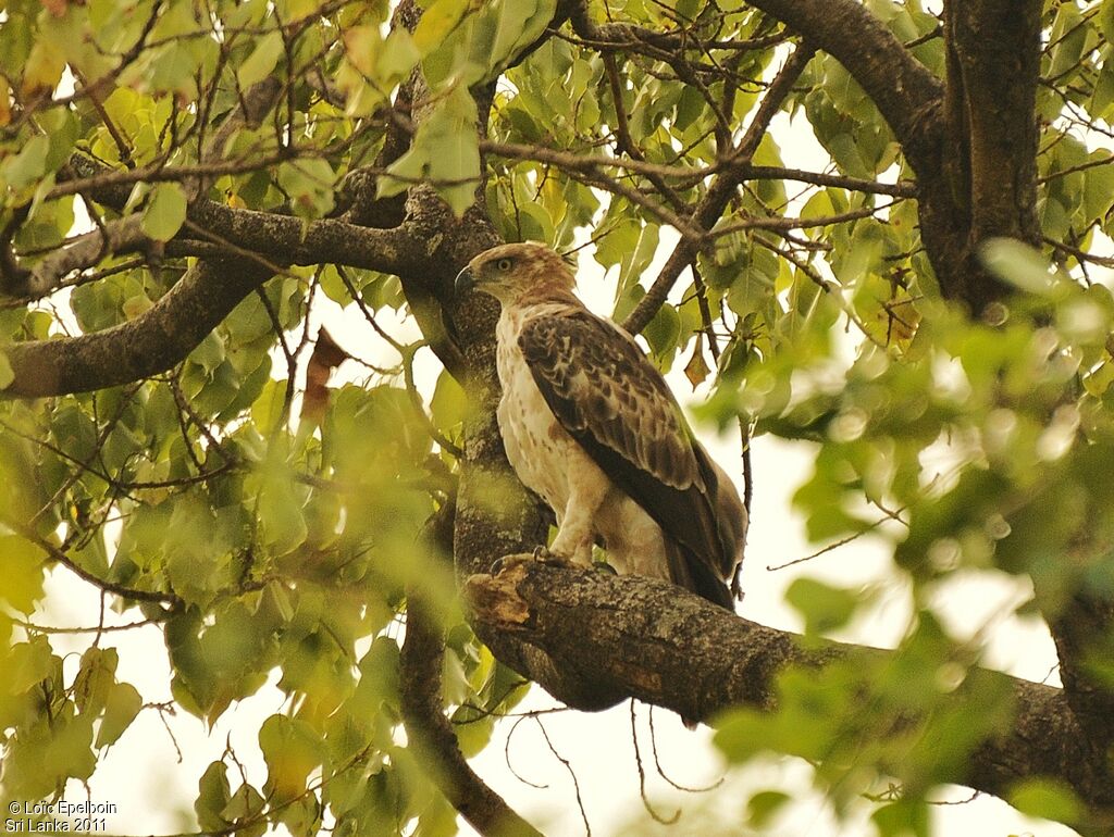 Aigle huppé