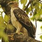 Aigle huppé