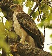 Changeable Hawk-Eagle