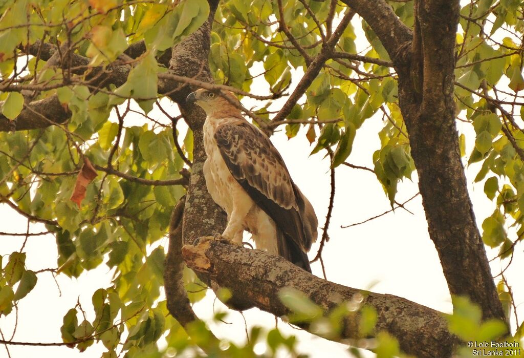 Aigle huppé