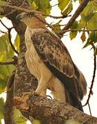 Changeable Hawk-Eagle