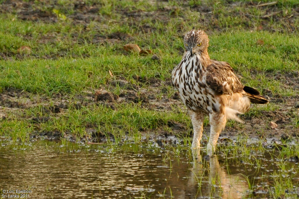 Aigle huppé