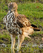 Changeable Hawk-Eagle