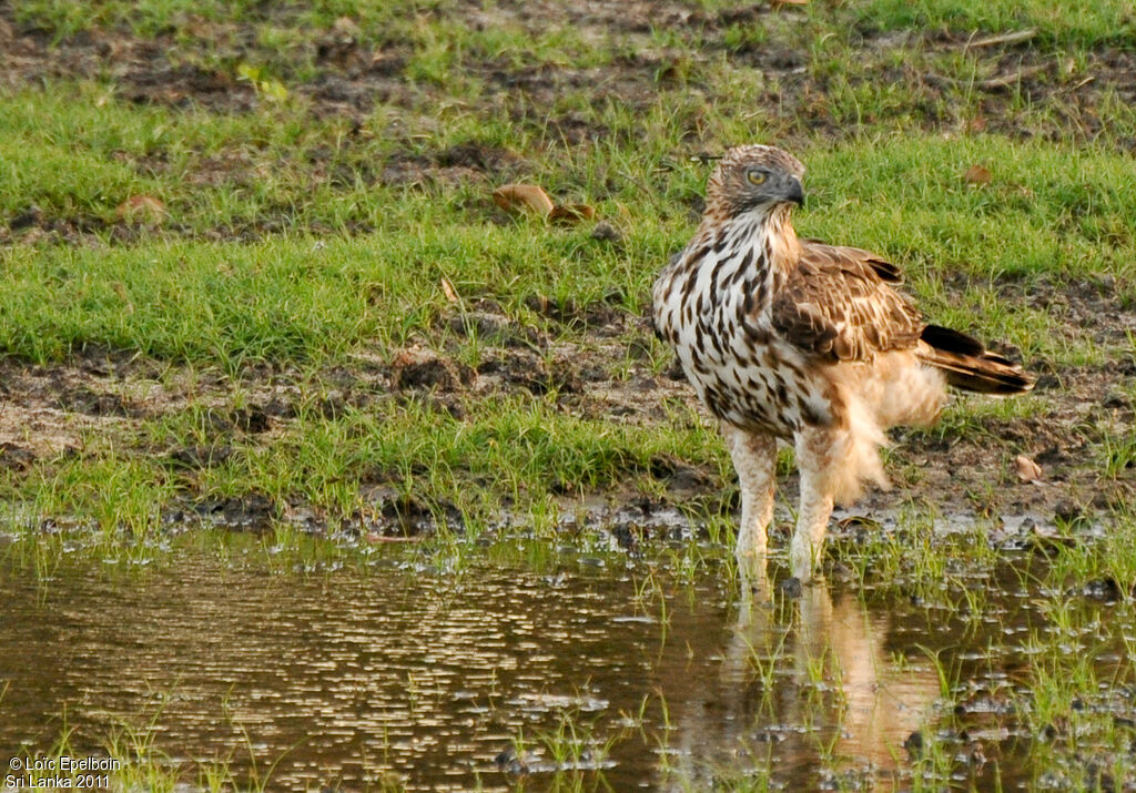 Aigle huppé