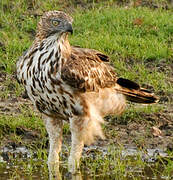 Changeable Hawk-Eagle