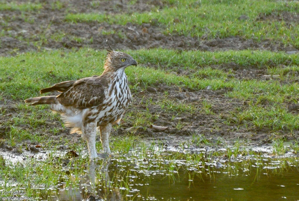 Aigle huppéimmature, identification