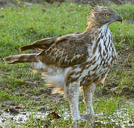 Changeable Hawk-Eagle