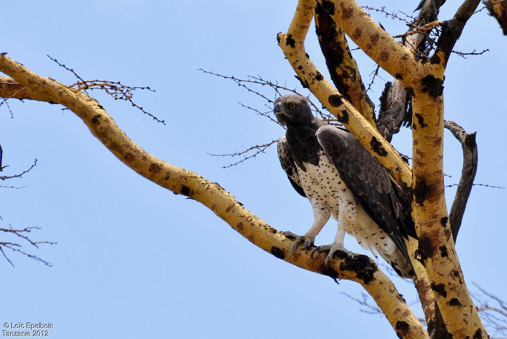 Martial Eagle